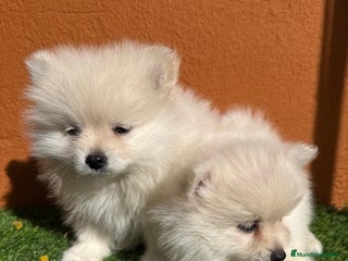 Pomerania perros - Anuncio 1