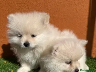 Pomerania perros POMERANIAS - Anuncio 18