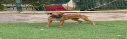 Whippet perros en venta: Galgo whippet  - Anuncio 1