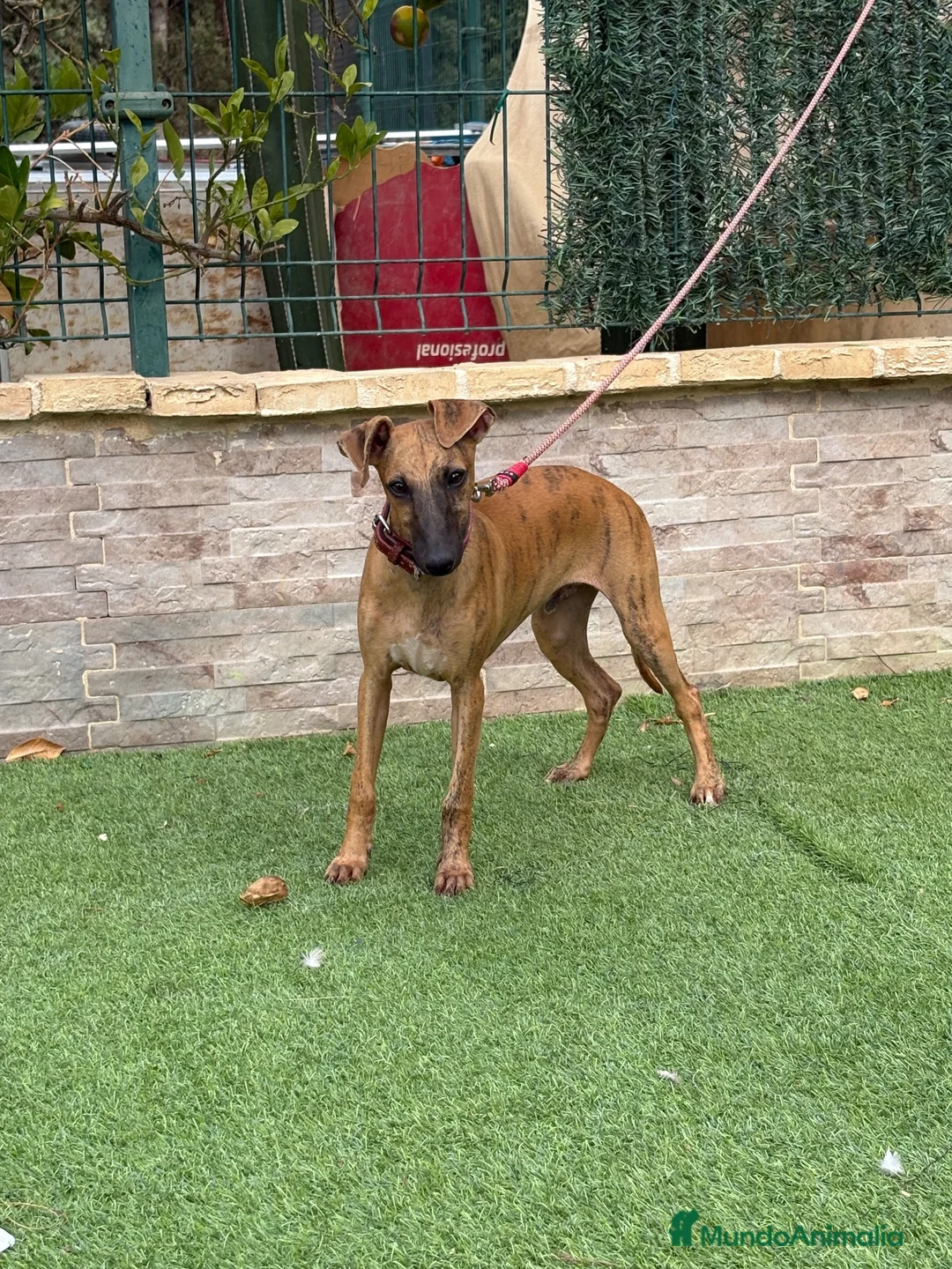 Whippet perros en venta: Galgo whippet  - Anuncio 1
