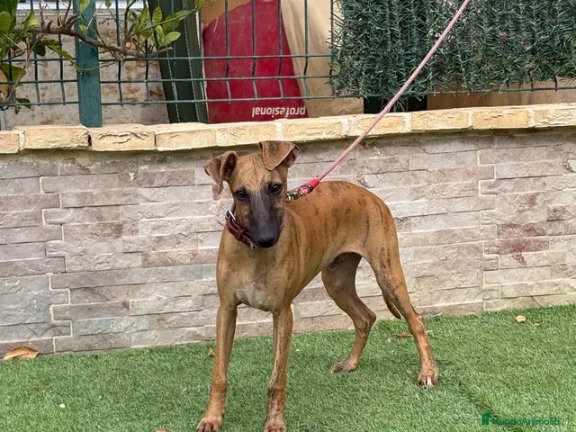 Whippet perros en venta: Galgo whippet - Anuncio 1