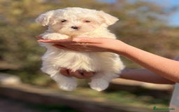 Bichón Maltés perros en venta: BICHÓN MALTES MACHO AMERICANO en Barcelona - Imagen 1