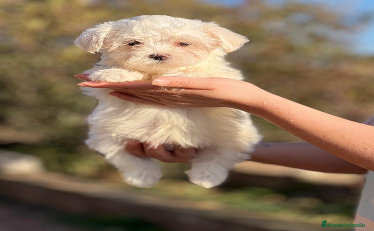 Bichón Maltés perros en Barcelona - Anuncio 11