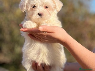 Bichón Maltés perros en Barcelona - Anuncio 37