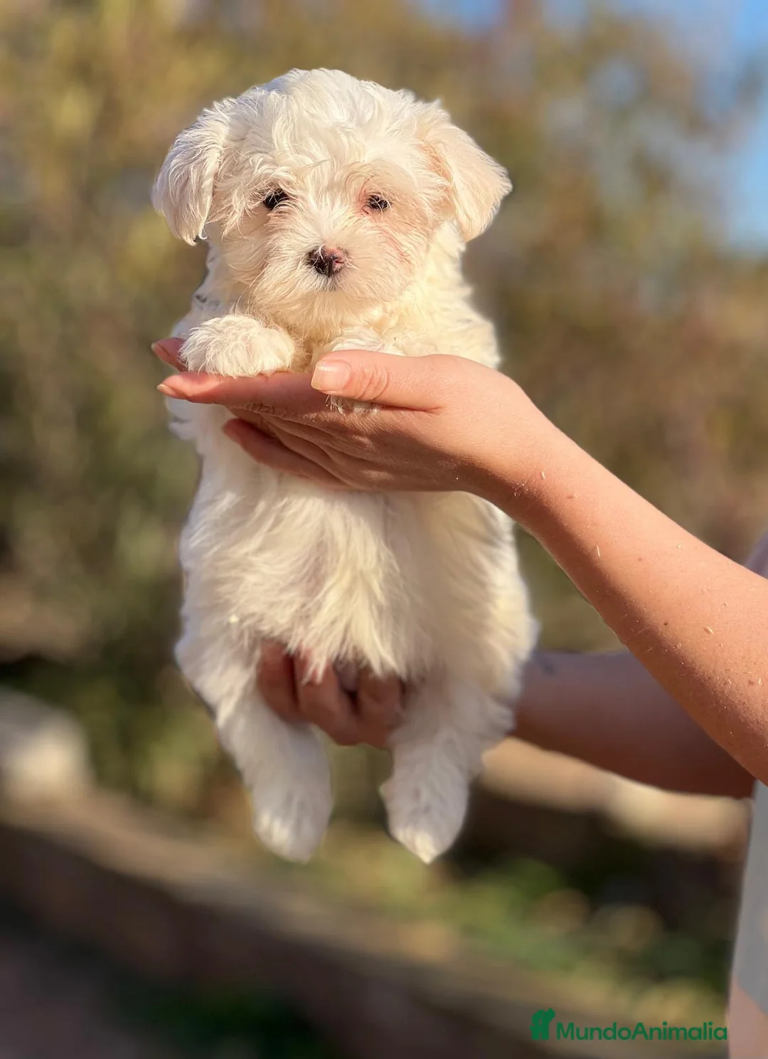 Bichón Maltés perros en venta: BICHÓN MALTES MACHO AMERICANO en Barcelona - Anuncio 1