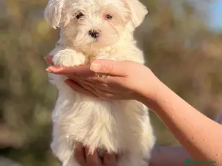 Bichón Maltés perros BICHÓN MALTES MACHO AMERICANO en Barcelona - Anuncio 16