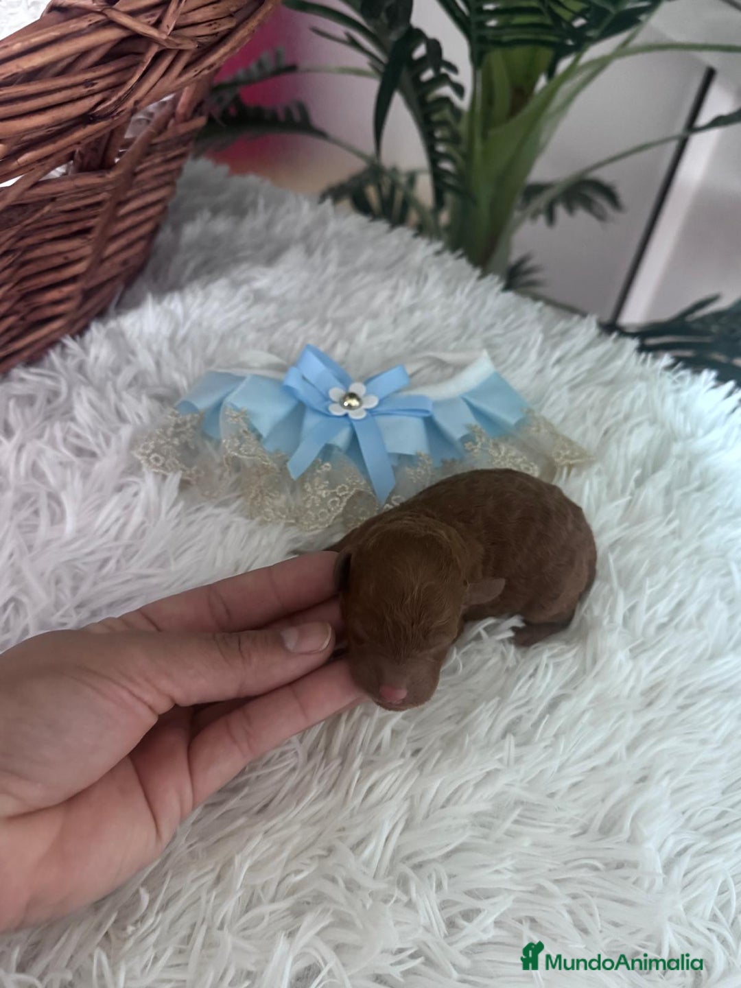 Caniche Toy perros en venta: CANICHE ROJO - Anuncio 18