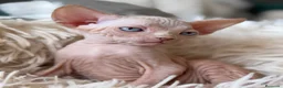 Sphynx gatos en venta: Sphynx pedigree - Anuncio 7