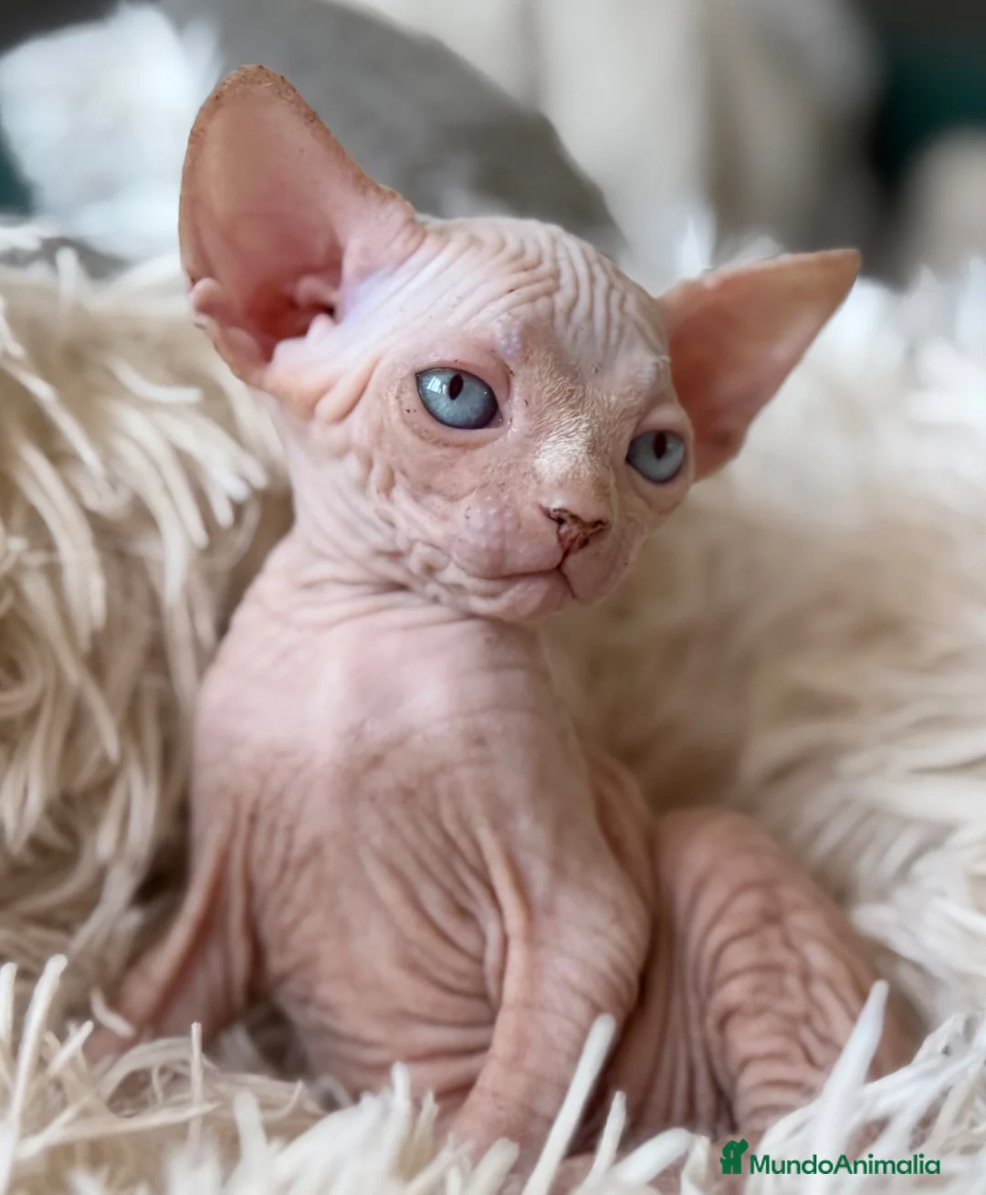 Sphynx gatos en venta: Sphynx pedigree - Anuncio 7