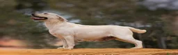 Labrador Retriever perros en venta: Cachorros de Labrador Retrievers - Anuncio 13