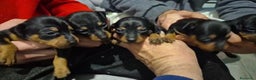 Pinscher Miniatura perros en venta: Pinscher miniatura  - Anuncio 3