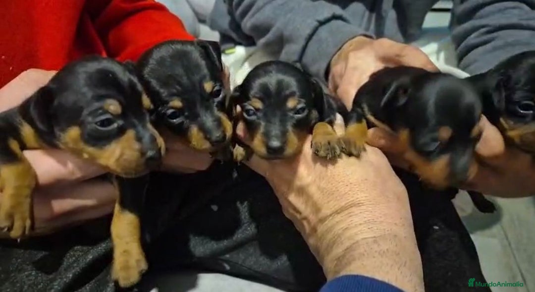 Pinscher Miniatura perros en venta: Pinscher miniatura  - Anuncio 3