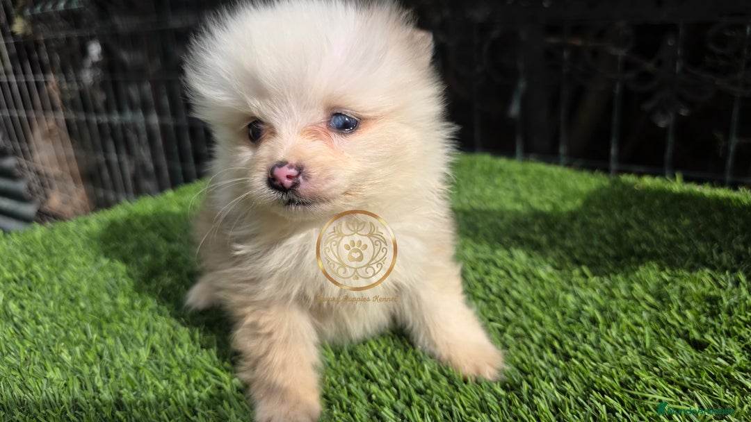 Pomsky perros en venta: Pomsky minis ojos azules  - Anuncio 2