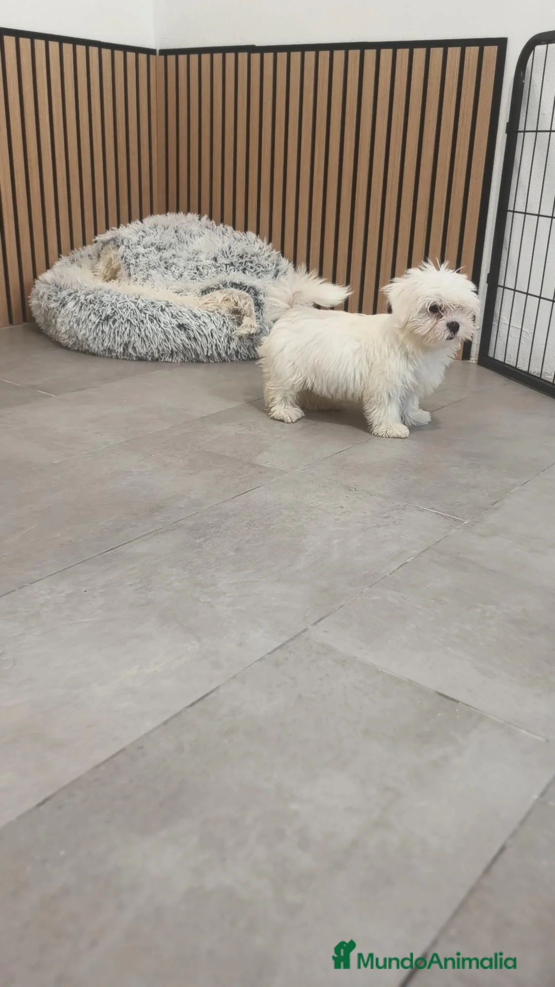 Bichón Maltés perros en venta: Machito Bichón maltés disponible  - Anuncio 2