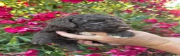 Perro de Agua Español perros en venta: Espectaculares Perro de Agua - Anuncio 3