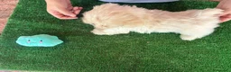 Shih Tzu perros en venta: Machos de shihtzu  - Anuncio 6