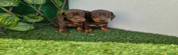Teckel Miniatura perros en venta: TECKEL MINIATURA & KANNINCHEN CHOCOLATE - Anuncio 1
