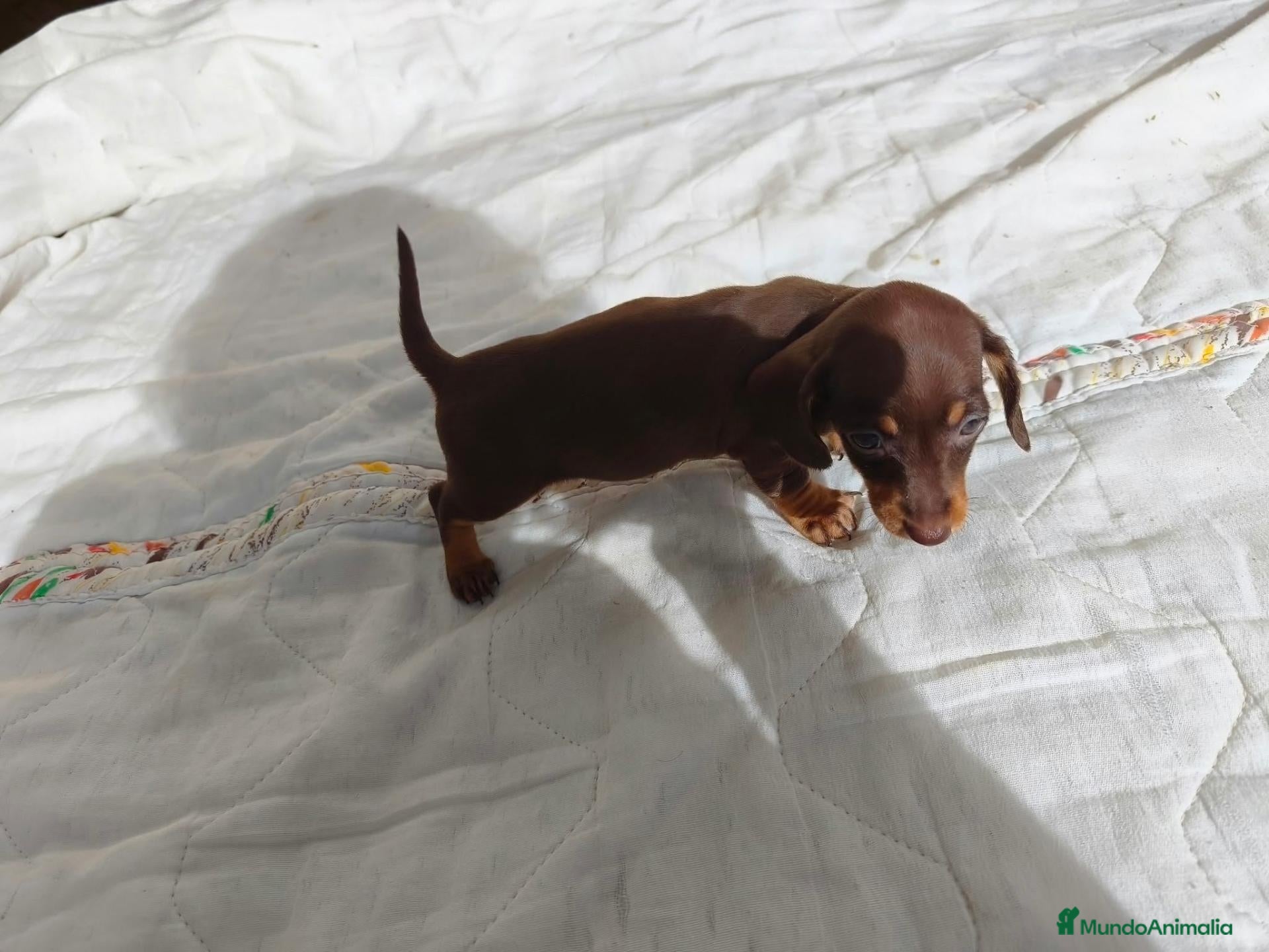 Teckel Miniatura perros TECKEL HEMBRITAS MINIATURAS CHOCOLATE FUEGO  - Anuncio 14