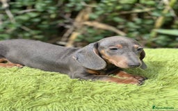 Teckel Miniatura perros en venta: Teckel blue mini - Imagen 3