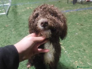 Perro de Agua Español perros Perro de Aguas Español - Anuncio 1