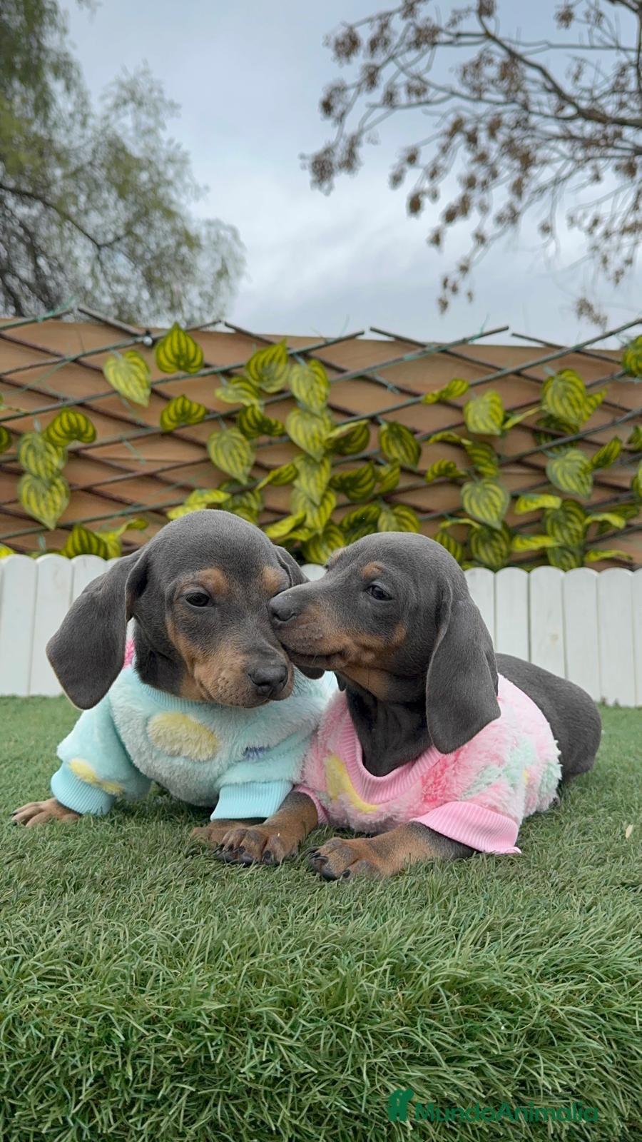 Teckel Miniatura perros TECKEL MINIATURA BLUE - Anuncio 1