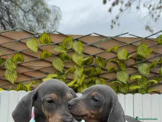 Teckel Miniatura perros TECKEL MINIATURA BLUE - Anuncio 2