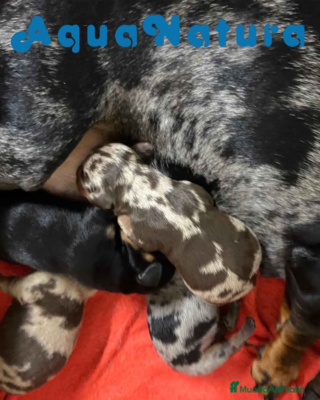 Teckel perros Camada TECKEL disponible - AQUANATURA en Barcelona - Anuncio 2