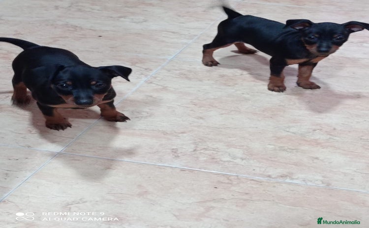 Pinscher Alemán perros - Anuncio 1