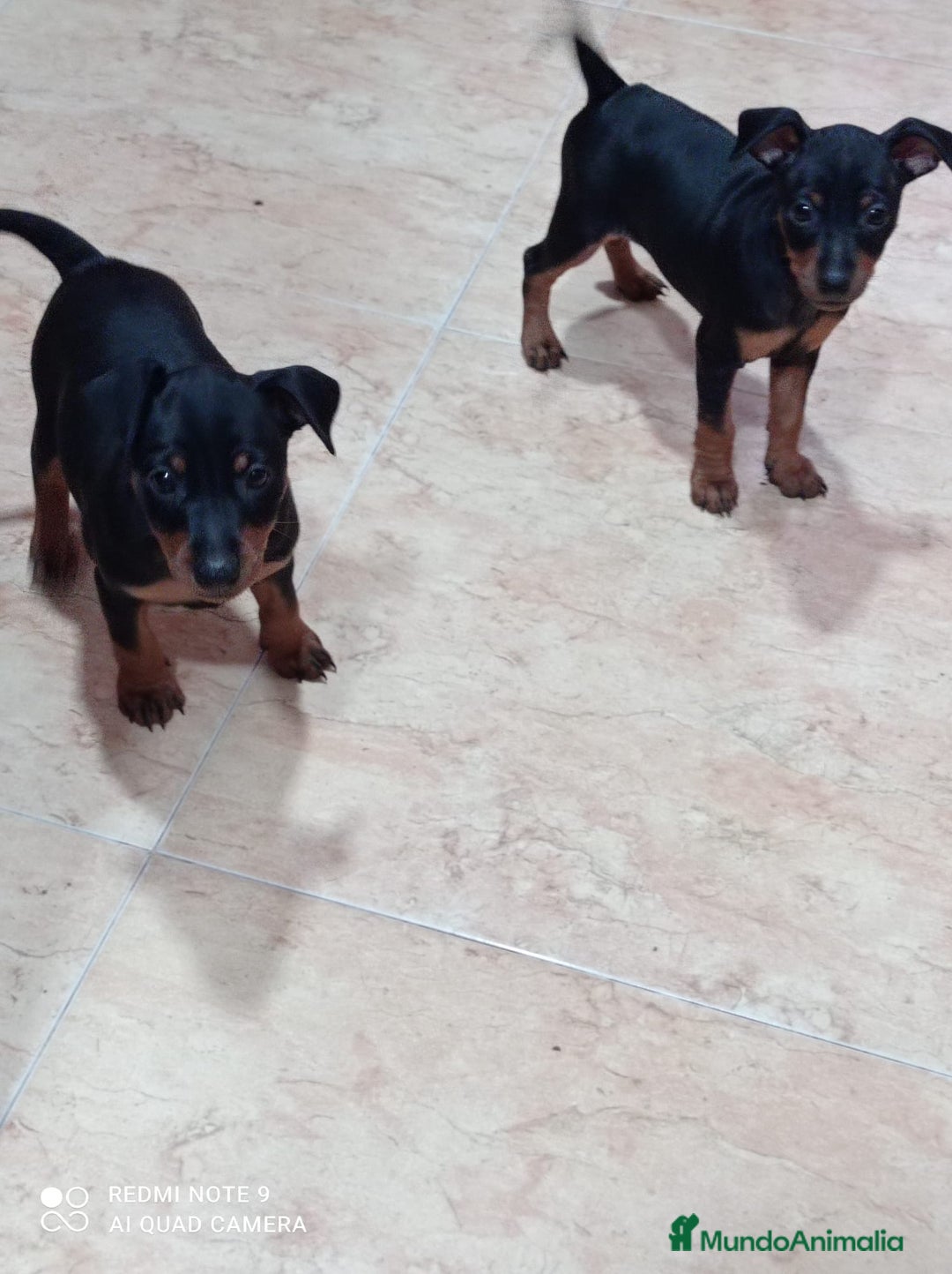 Pinscher Alemán perros en venta: PINCHER PURA RAZA - Imagen 1