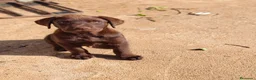 Labrador Retriever perros en venta: Labrador retriever chocolate  - Anuncio 5