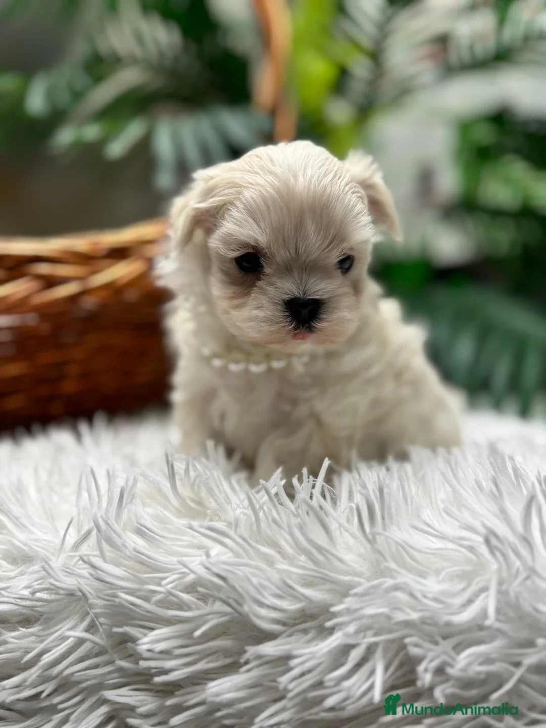 Bichón Maltés perros en venta: BICHON MALTES COREANO - Anuncio 10