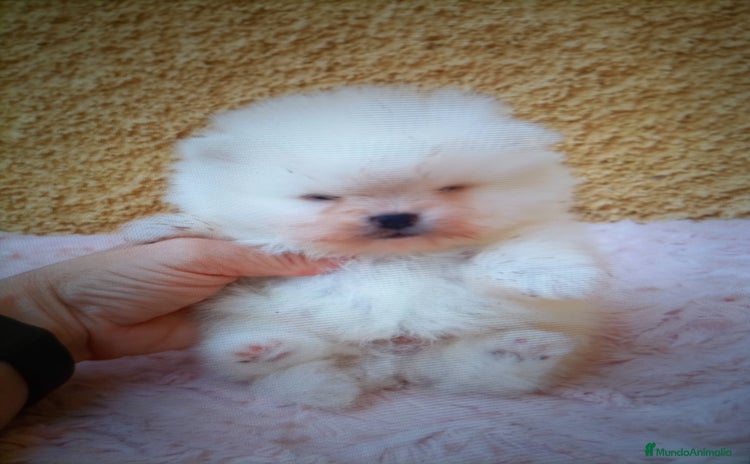 Pomerania perros - Anuncio 3