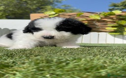Perro de Agua Español perros en venta: PERRO DE AGUA ESPAÑOL MACHO - Imagen 23