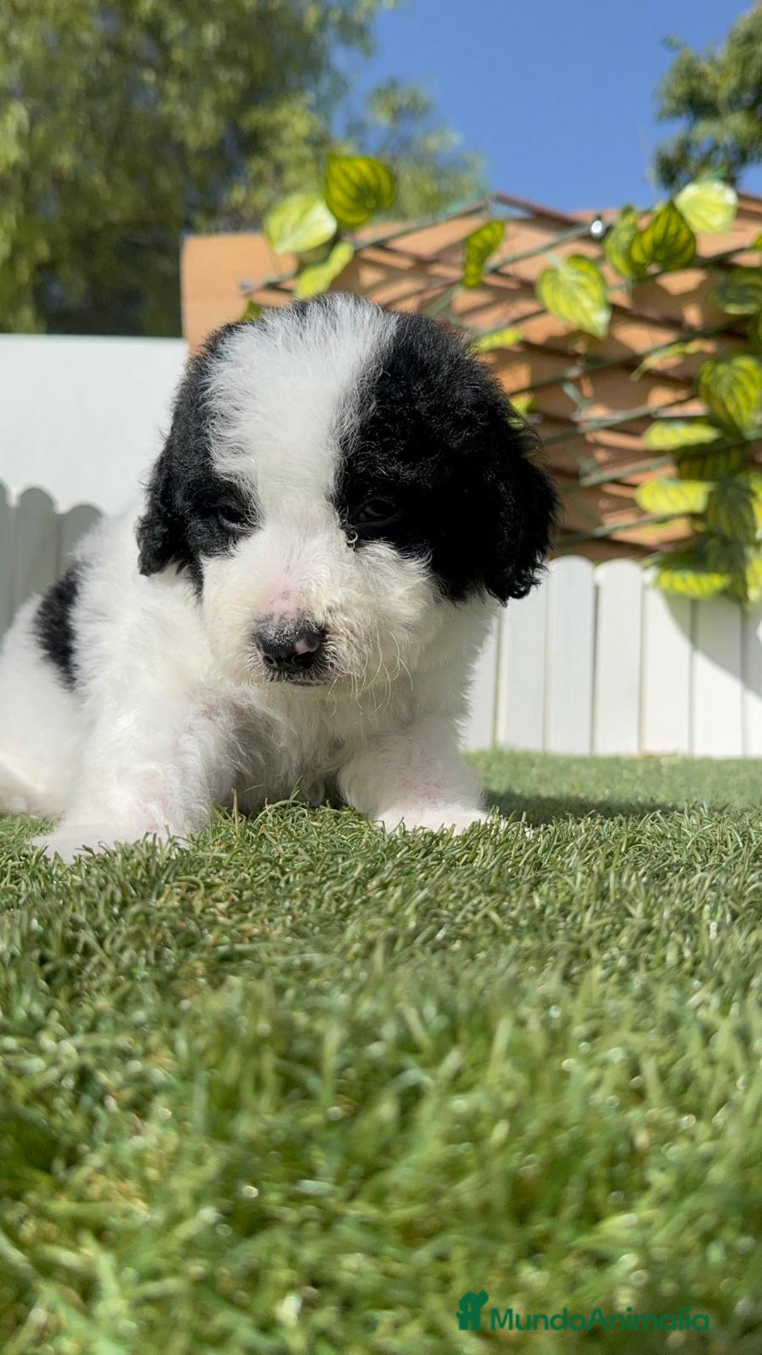 Perro de Agua Español perros en venta: PERRO DE AGUA ESPAÑOL MACHO - Imagen 23