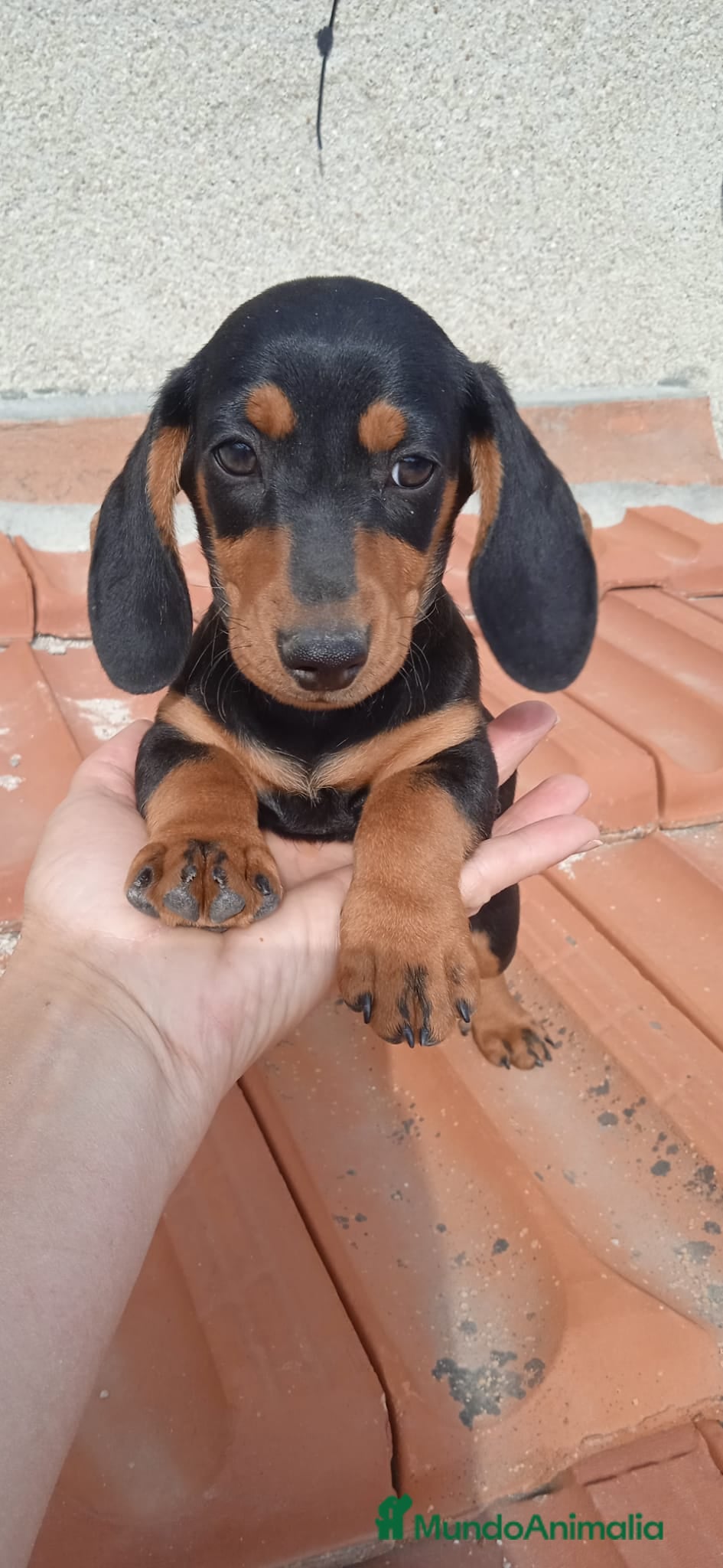 Teckel Miniatura perros TECKEL NEGRO FUEGO - Anuncio 3