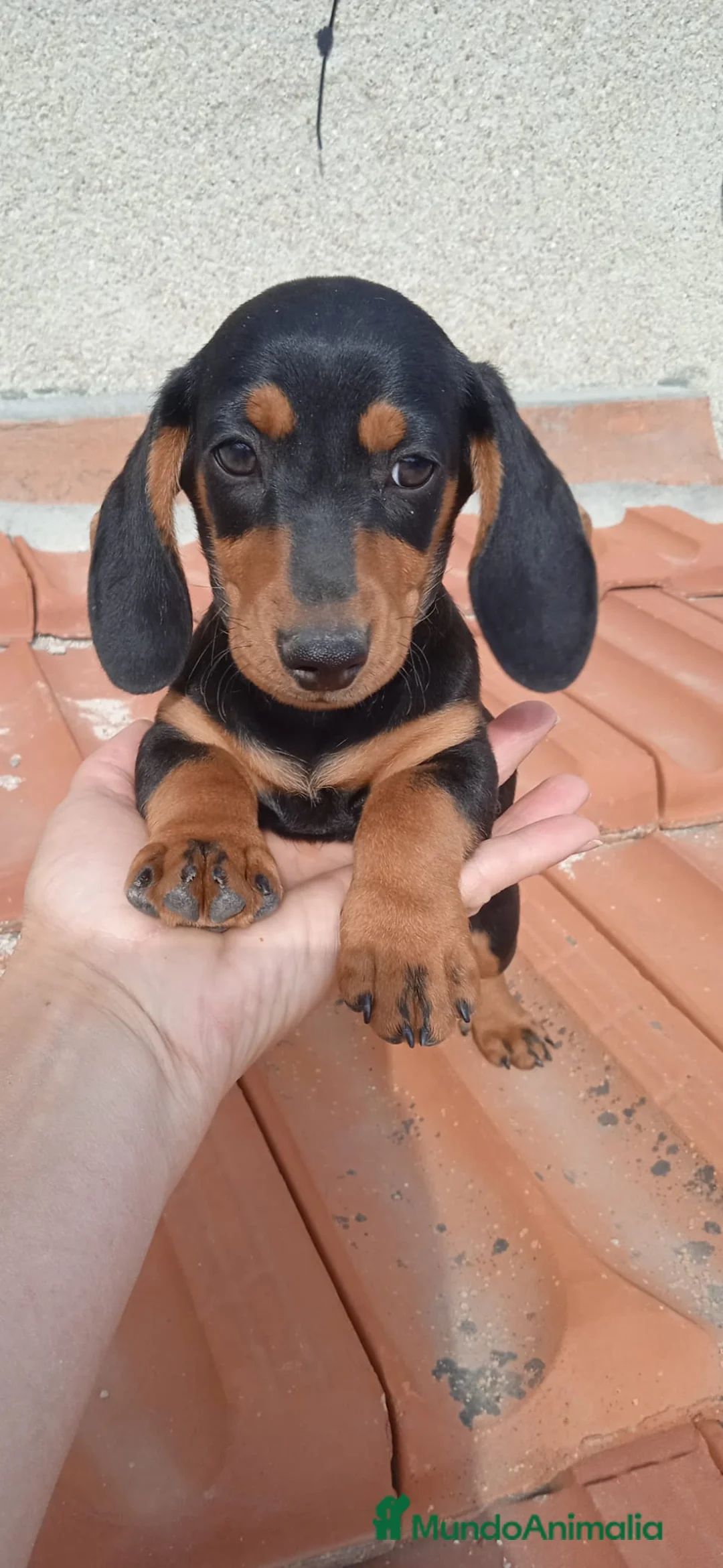 Teckel Miniatura perros en venta: TECKEL NEGRO FUEGO - Anuncio 1
