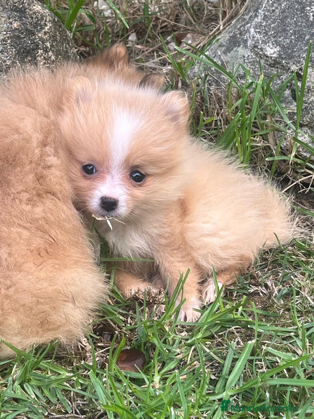 Spitz pequeño - Kleinspitz perros Pomerania kleinspitz 🐕 - Anuncio 1