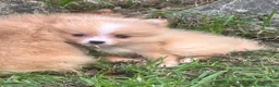 Spitz pequeño - Kleinspitz perros en venta: Pomerania kleinspitz 🐕 - Anuncio 1