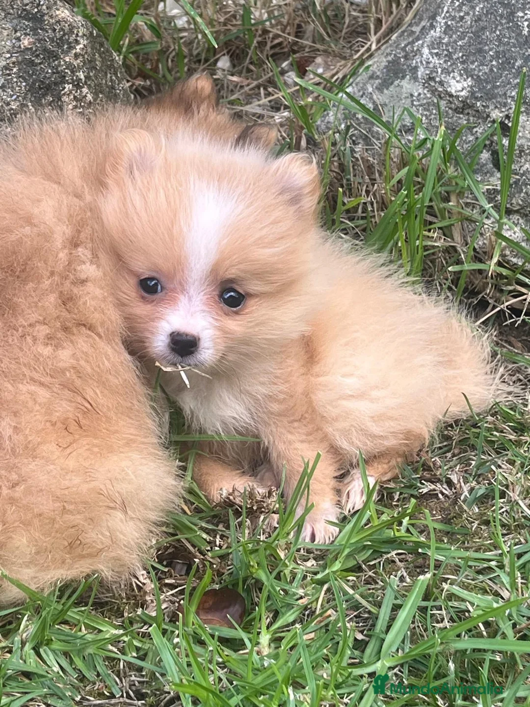 Spitz pequeño - Kleinspitz perros en venta: Pomerania kleinspitz 🐕 - Anuncio 1