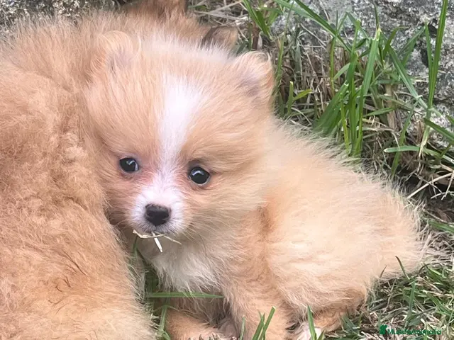 Spitz pequeño - Kleinspitz perros Pomerania kleinspitz 🐕 - Anuncio 1
