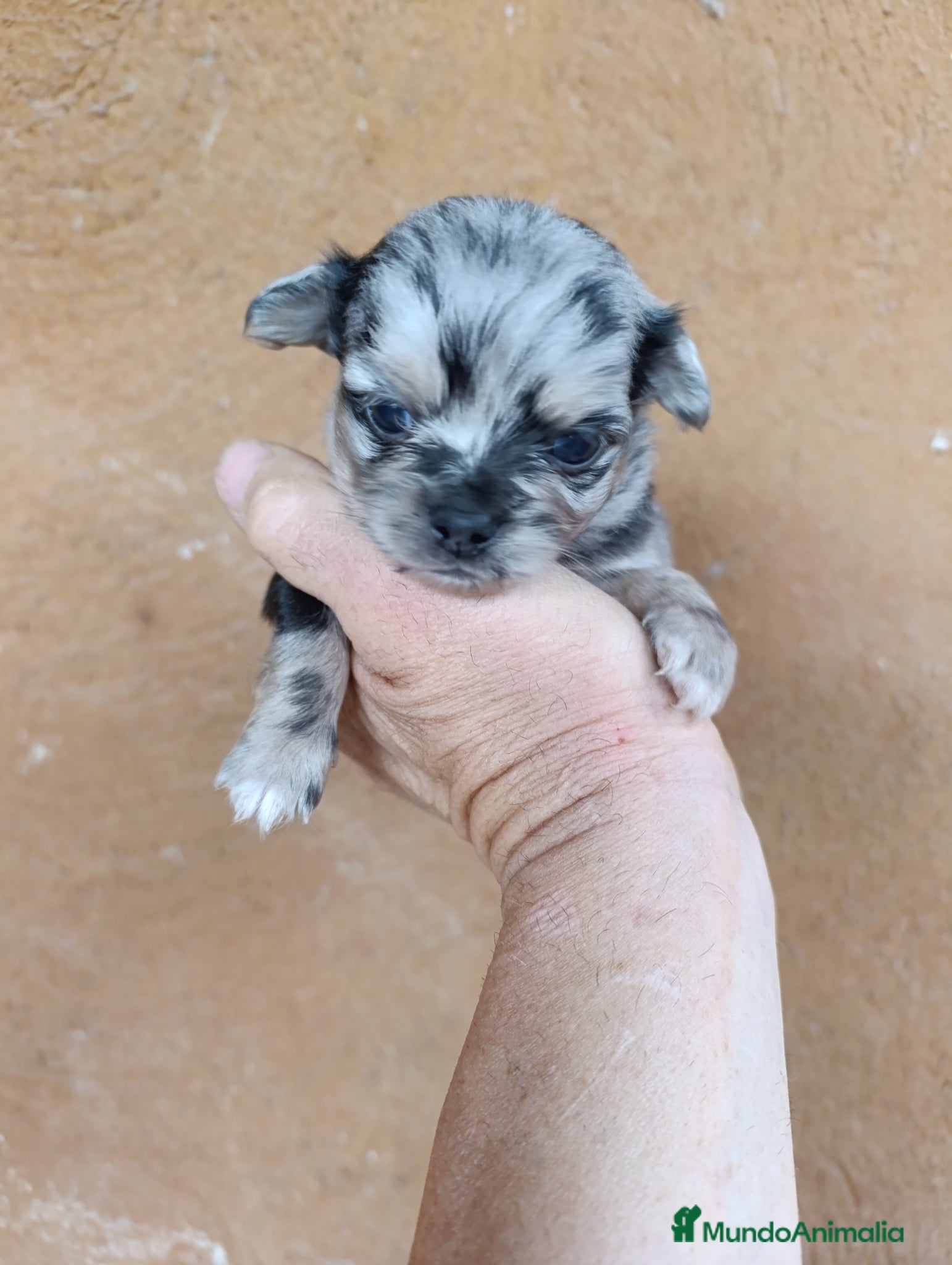 Chihuahua perros chihuahua pelo largo - Anuncio 1