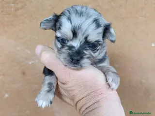 Chihuahua perros chihuahua pelo largo - Anuncio 1