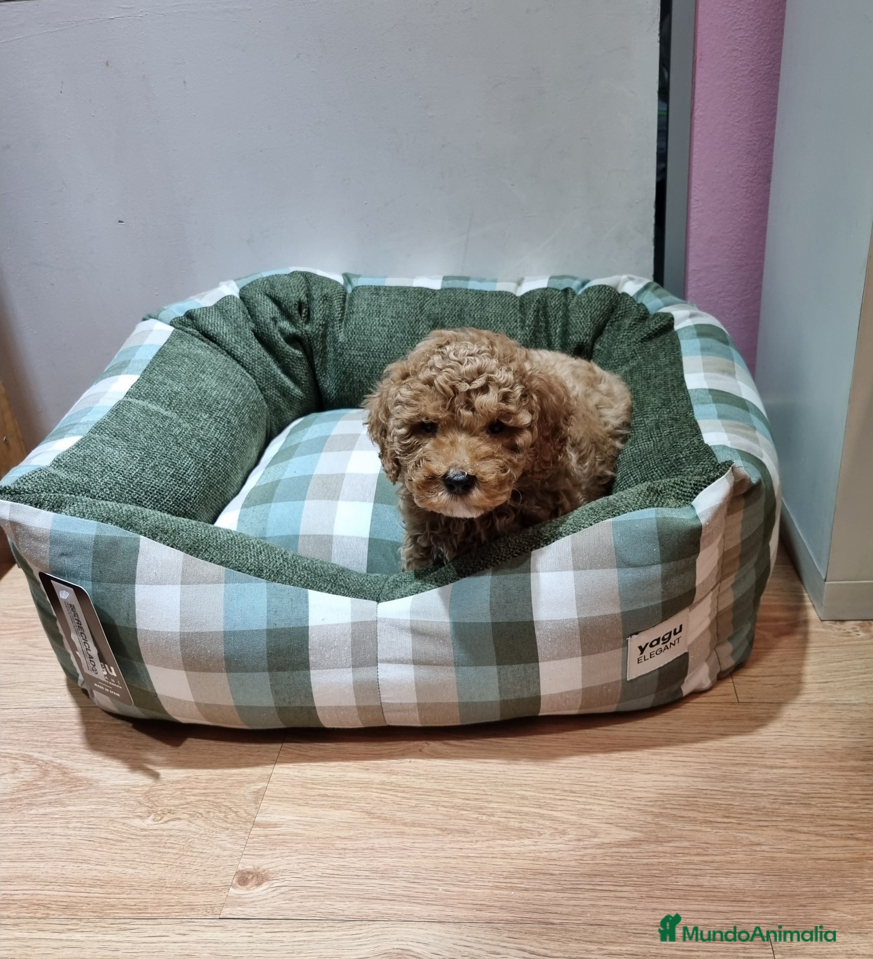 Caniche Toy perros Caniches en Barcelona - Anuncio 41