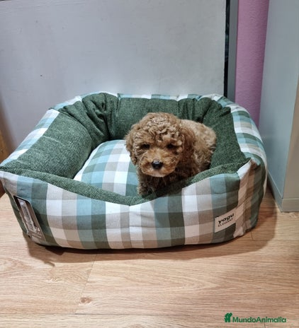 Caniche Toy perros en Barcelona - Anuncio 7