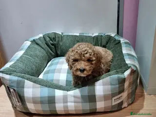 Caniche Toy perros Caniches en Barcelona - Anuncio 1