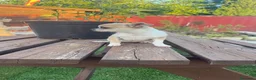 Chihuahua perros en venta: Chihuahua cachorra - Anuncio 2