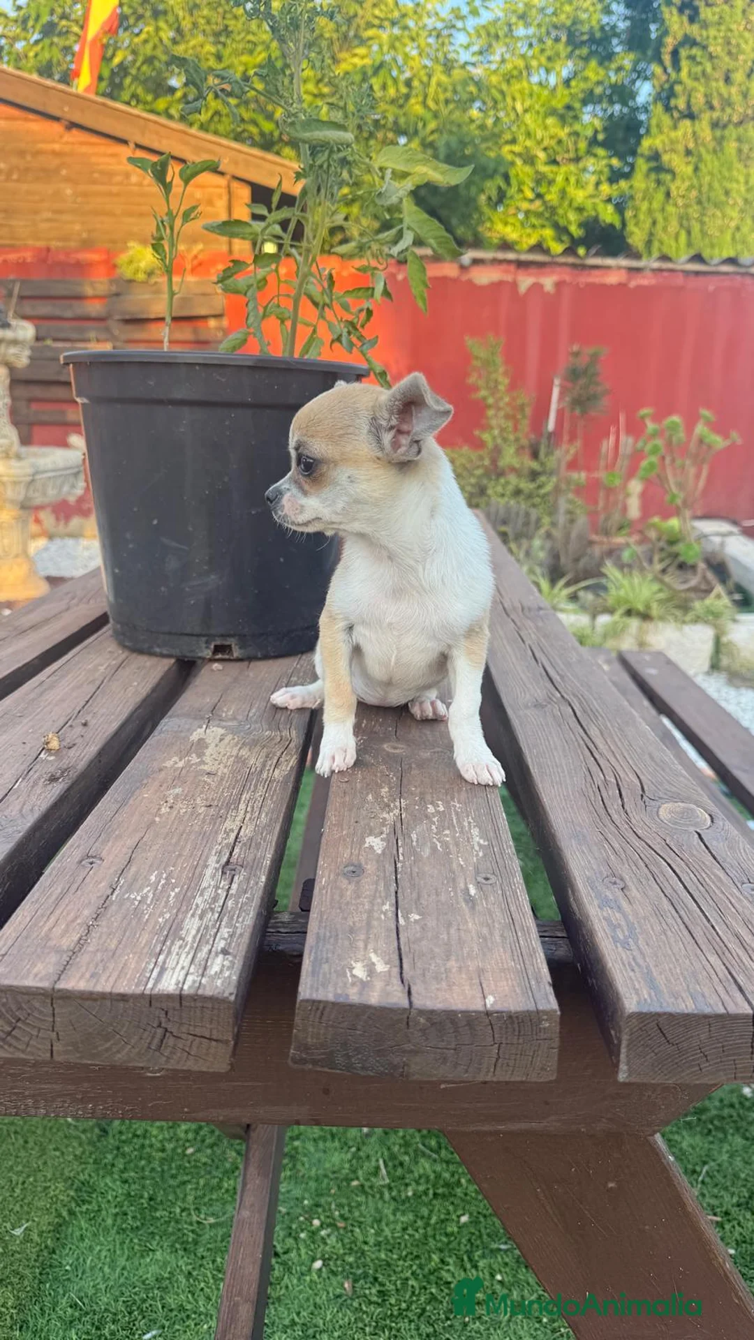 Chihuahua perros en venta: Chihuahua cachorra - Anuncio 2