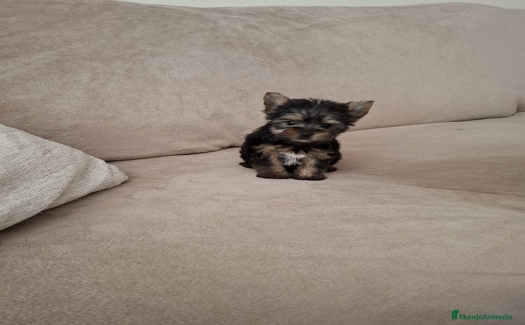 Yorkshire Terrier perros - Anuncio 6