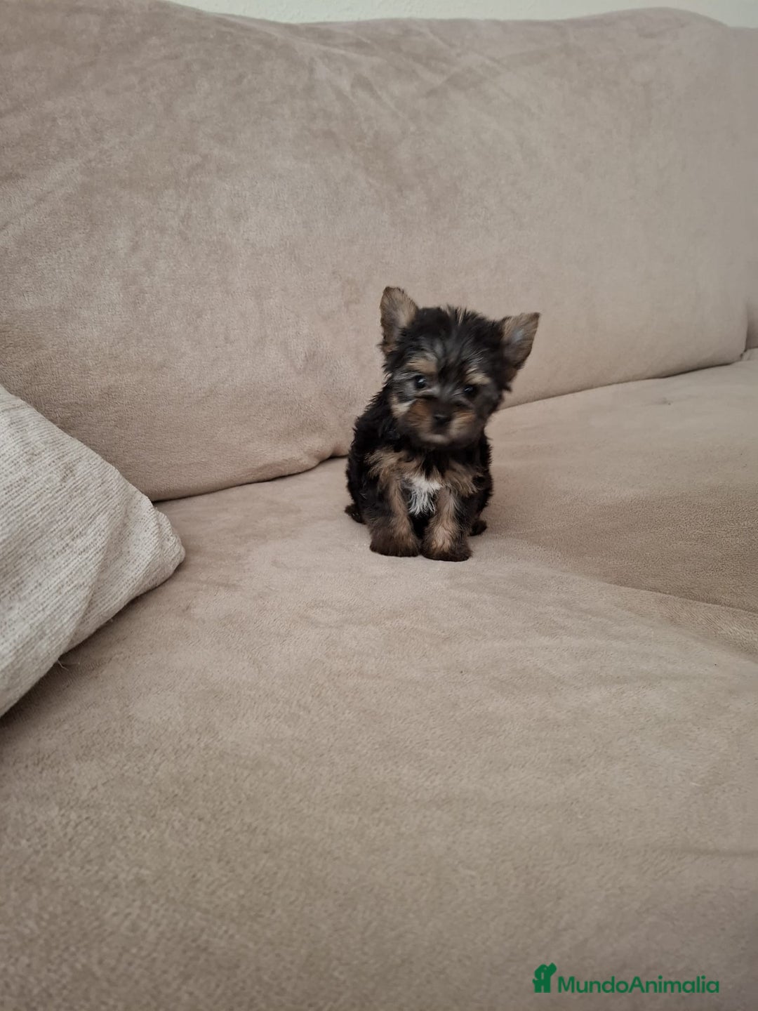 Yorkshire Terrier perros en venta: Yorkshire Terrier  - Imagen 1
