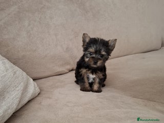 Yorkshire Terrier perros - Anuncio 1